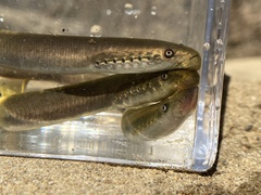 Least Brook Lamprey photo 3