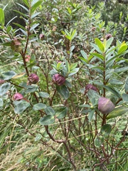 Pimelea ligustrina ciliata