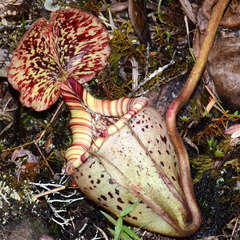 Nepenthes burbidgeae