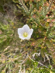 Gentianella muelleriana