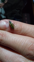 Astylus vittaticollis