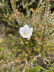 Gentianella muelleriana
