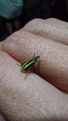 Astylus vittaticollis