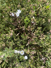 Gentianella muelleriana