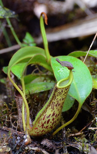 Nepenthes fusca