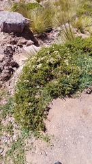 Baccharis neorupestris