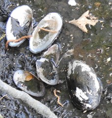 Utterbackiana implicata