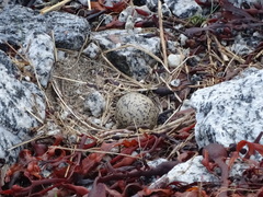 Haematopus ostralegus