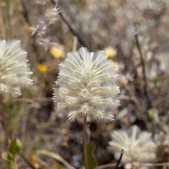 Ptilotus nobilis