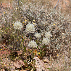 Ptilotus nobilis