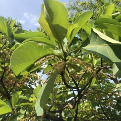 Terminalia bellirica