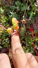 Hypseocharis pimpinellifolia