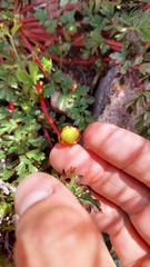 Hypseocharis pimpinellifolia