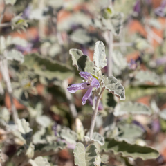 Hibiscus krichauffianus
