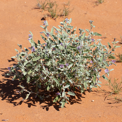 Hibiscus krichauffianus