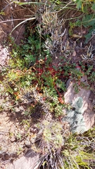 Hypseocharis pimpinellifolia
