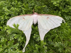 Actias sinensis