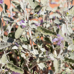Hibiscus krichauffianus