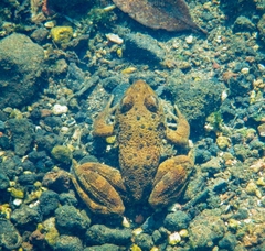 Lithobates psilonota