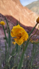 Senna crassiramea
