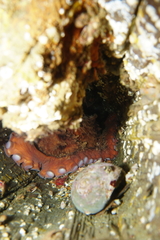 Enteroctopus dofleini