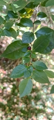Rhamnus diffusa