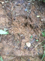 Cervus elaphus