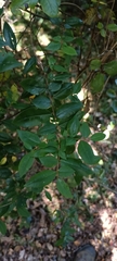 Rhamnus diffusa