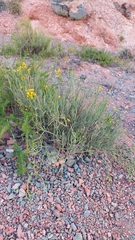 Senna crassiramea