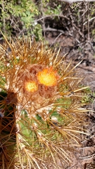 Parodia maassii