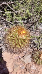 Parodia maassii