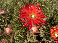 Drosanthemum lavisii