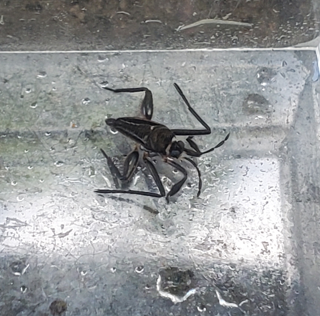 Rhagovelia antilleana