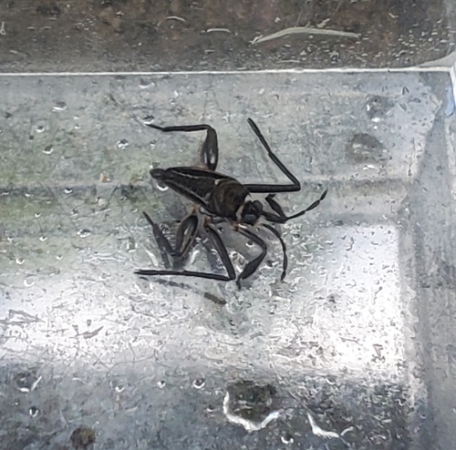 Rhagovelia antilleana