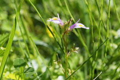 Mazus pumilus