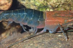 Macrobrachium laevis