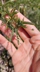Prosopis ferox