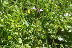 Mazus pumilus