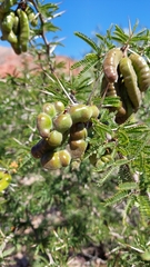 Prosopis ferox