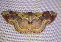 Leptostales angulata