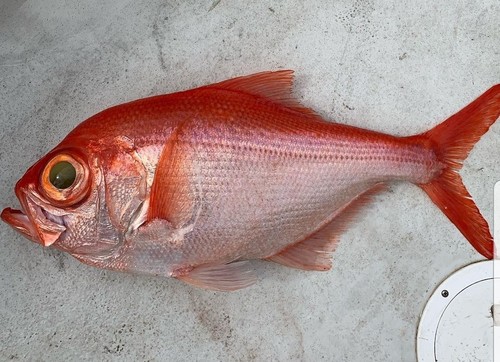 Photo of Alfonsino (Beryx decadactylus)