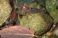 Macrobrachium laevis