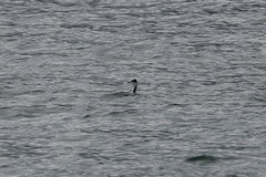 Podiceps grisegena