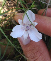 Calochortus umbellatus