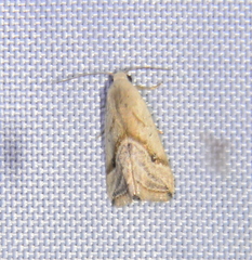 Micrathetis tecnion