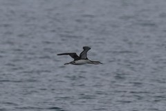 Gavia stellata