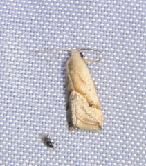 Micrathetis tecnion
