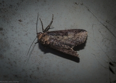 Lophoptera vittigera