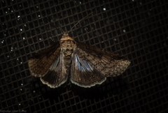 Lophoptera vittigera