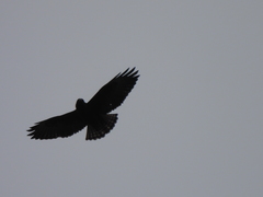 Buteo albonotatus